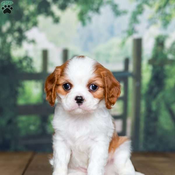 Melissa, Cavalier King Charles Spaniel Puppy